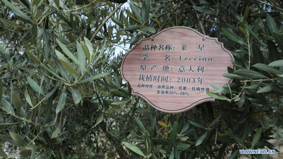Olives link northwest China with world