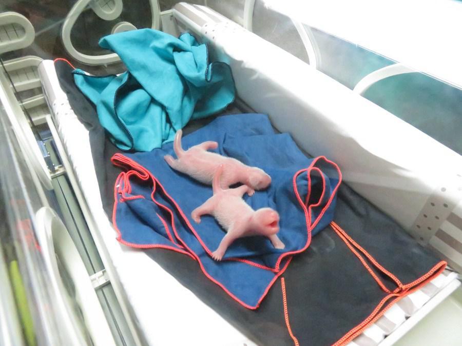 Twin giant panda cubs born in Madrid fine, healthy