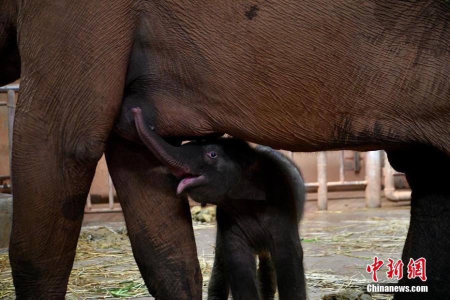 Kunming Zoo welcomes a newborn Asian elephant calf