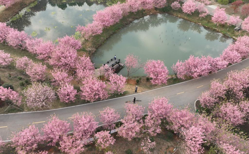 Tourists enjoy cherry blossoms in Changning, Hunan
