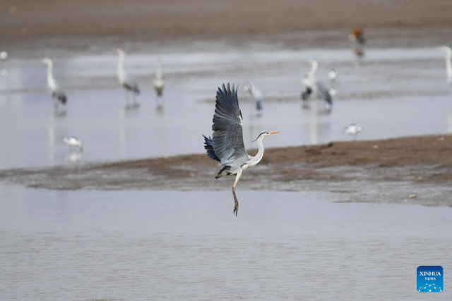 Migrant birds seen at Hailiu reservoir in Hohhot, Inner Mongolia