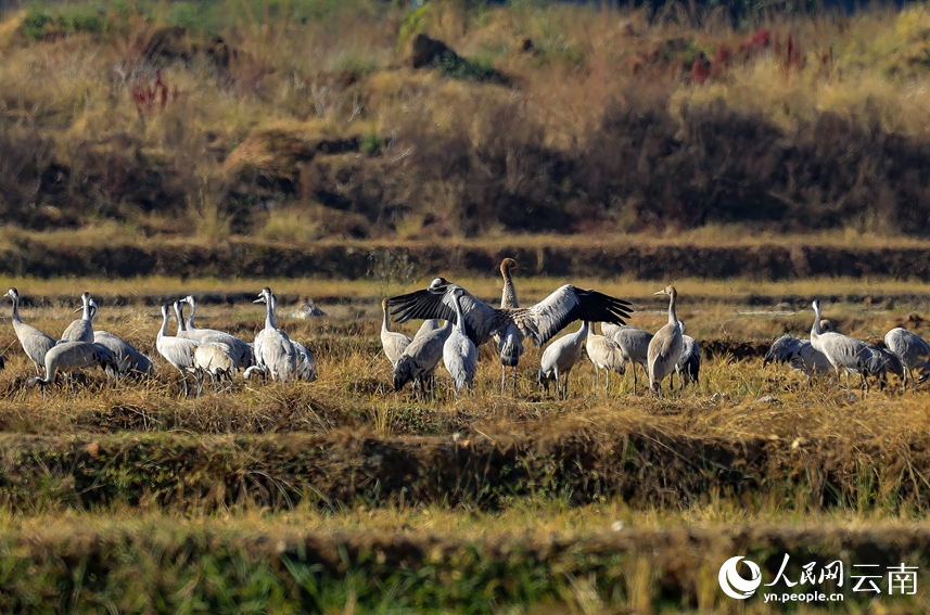 Migrating grey cranes fly to national wetland park in SW China's Yunnan to overwinter