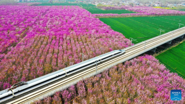Blooming redbud flowers adorn countryside in C China