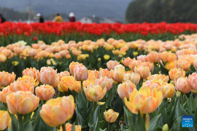 Tulips make rural economy flourish in E China's village