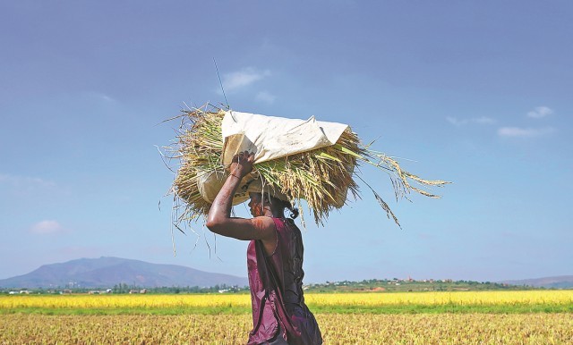 Hybrid rice aids global food security