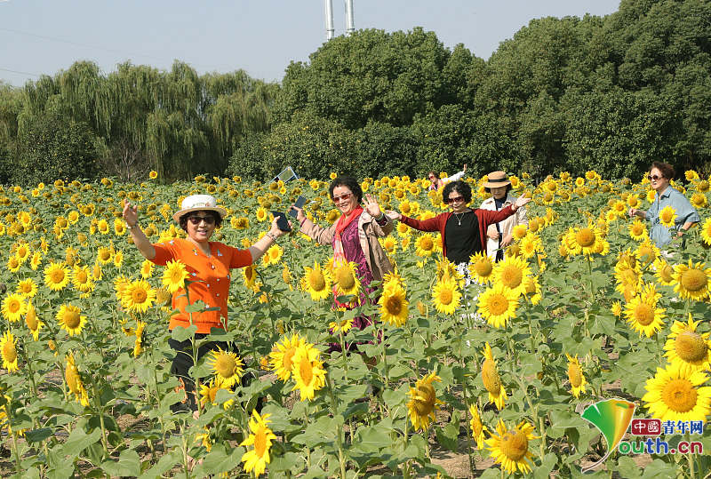 The young and old in Suzhou enjoyed the Double Ninth Festival together in autumn outings