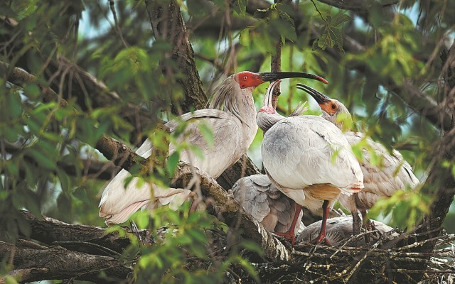 Protection efforts lift crested ibis population