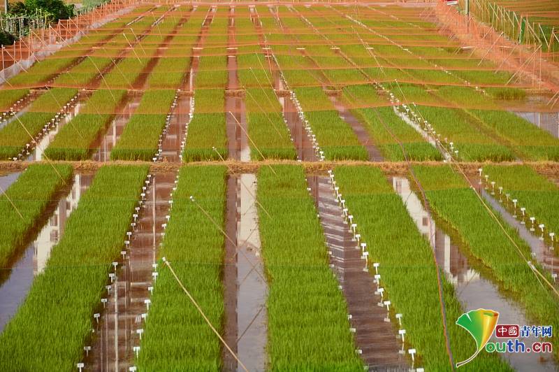 Rice bred in southern China grows well