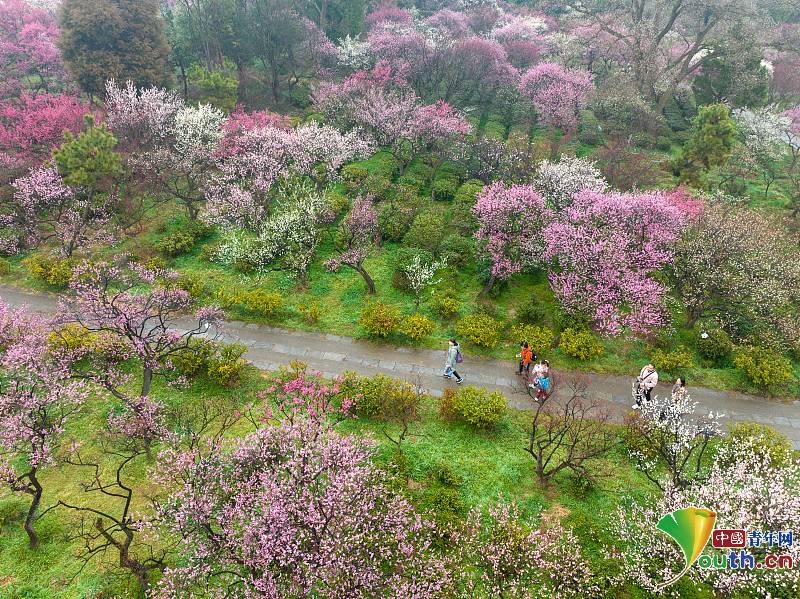 2024 Nanjing International Plum Blossom Festival commenced_English ...