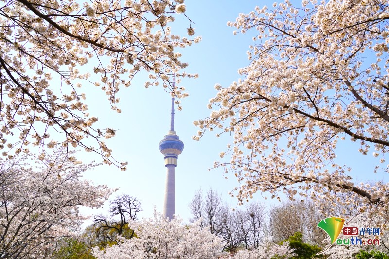 Cherry blossom in Yuyuantan Park, with the Central Television Tower as background