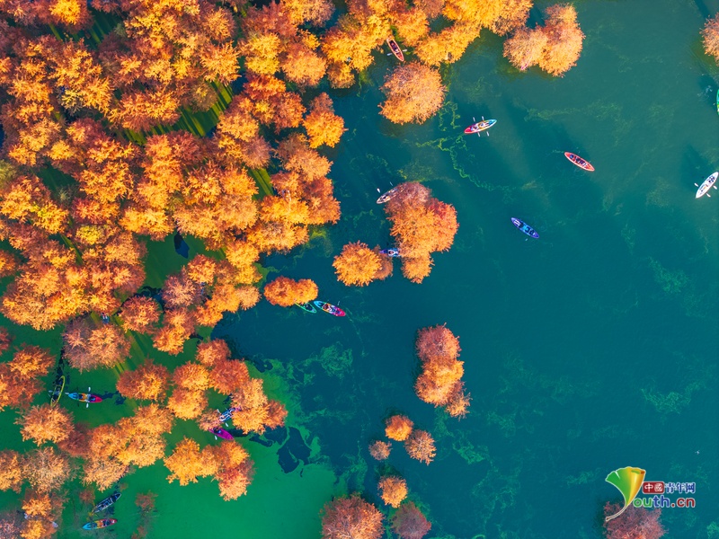 Tourists are rowing boats between dawn redwoods in Qingshan Lake ...