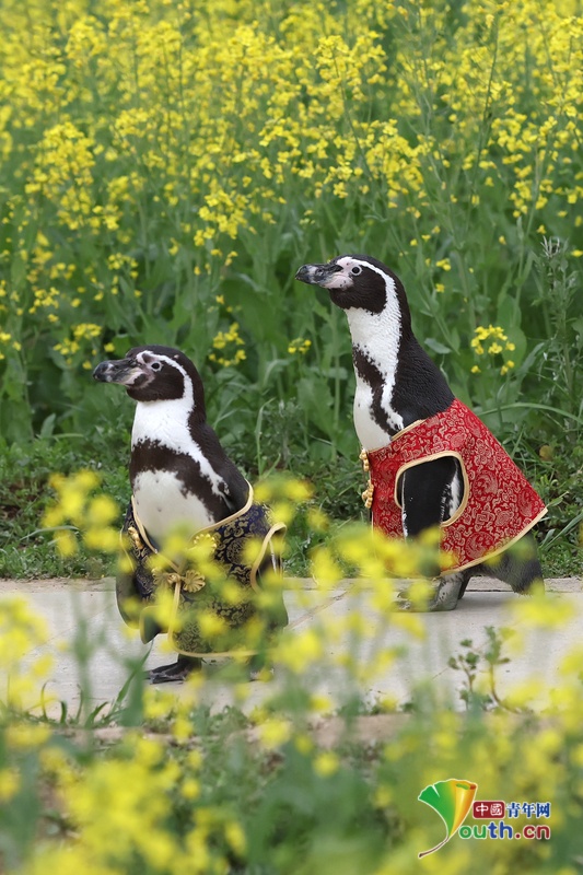 Penguins in Tang Attire frolic in spring exploring rapeseed blooms ...