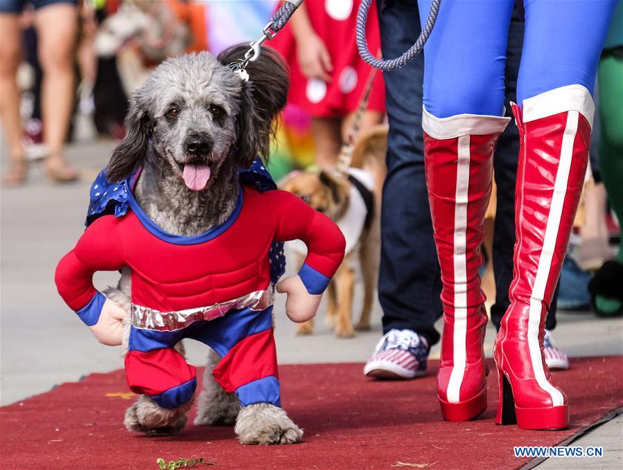 17thannualhautedoghalloweenparadeheldincalifornia